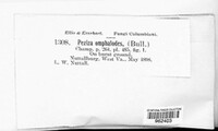 Pyronema omphalodes image